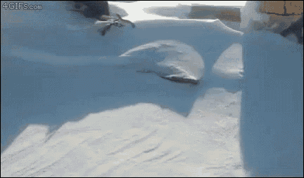 Snow Dog GIF - Snow Dog Winter GIFs