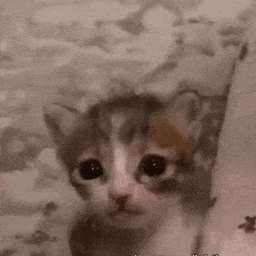 a close up of a kitten 's face with a cloudy background