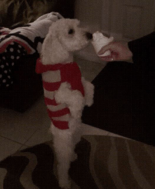a small white dog wearing a red and white striped shirt is standing on its hind legs