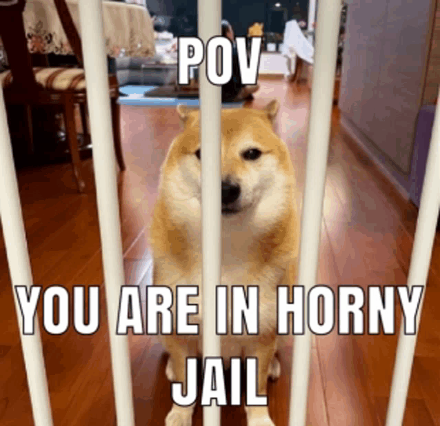 a dog is behind bars with a caption that says pov you are in horny jail