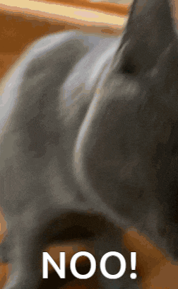 a close up of a cat 's back with the words noo on it