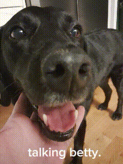a close up of a black dog with the words " talking betty " written below it