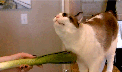 And On The 8th Day God Tickled A Cat With A Leek. GIF - Cat Leek Stroke GIFs