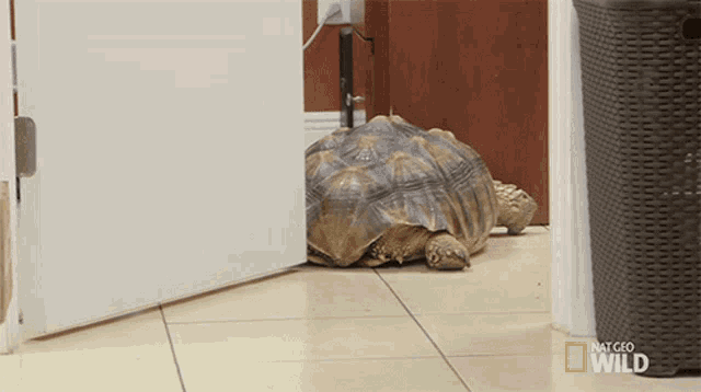 Stuck Lump Humps And Bumps GIF - Stuck Lump Humps And Bumps Stuck In The Door GIFs