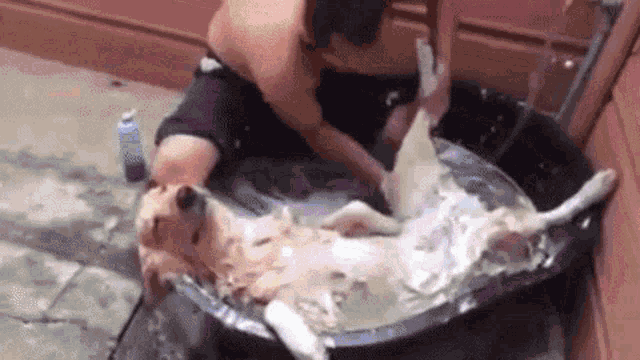 a man is giving a dog a bath in a large bucket .