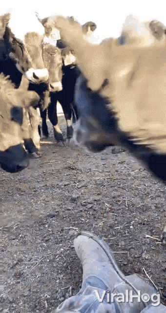 Dog Push Back Cows Viralhog GIF