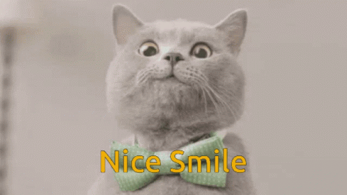 Smile Michael The Cat GIF - Smile Michael The Cat Aarons Animals GIFs