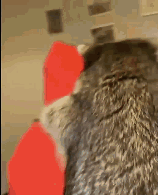 a close up of a cat looking at a person wearing a red hoodie