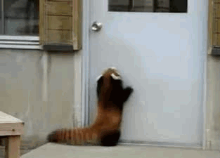 Reach For The Stars GIF - Animals Red Pandas Baby GIFs