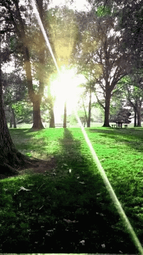 Light Calm GIF - Light Calm Forest GIFs