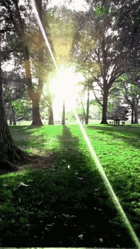 the sun shines brightly through the trees in the park