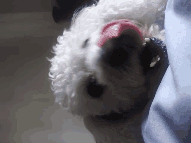 a small white dog with its tongue out