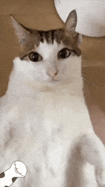 a brown and white cat sitting on the floor