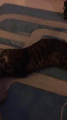 Cat GIF - Cat GIFs