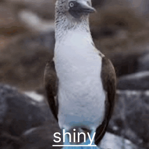 a blue footed booby is standing on a rock with the word shiny written on it .