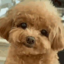 Puppy Dog GIF - Puppy Dog Oh Hi GIFs