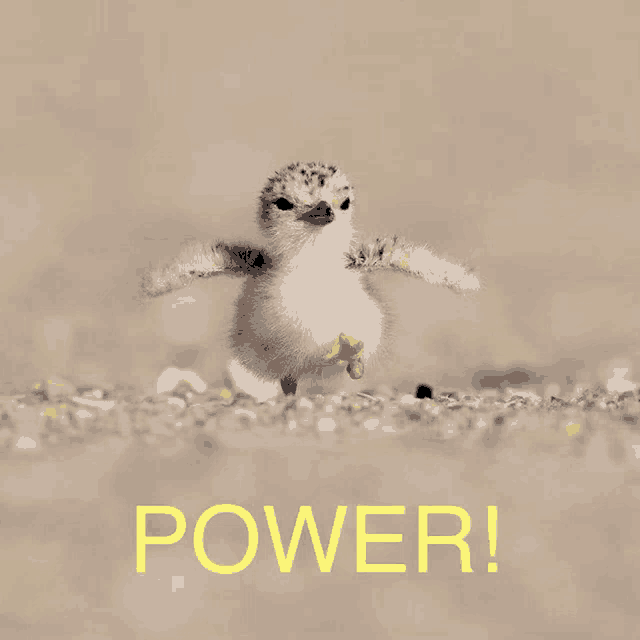 a picture of a baby penguin with the word power written below it
