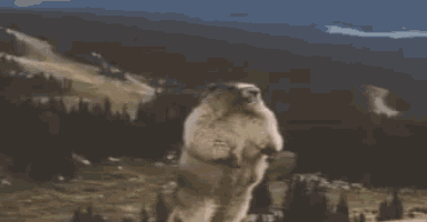 a groundhog is standing on its hind legs in front of a mountain range .