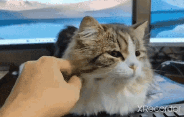 a cat is being petted by a person in front of a computer screen with xrecorder written on the bottom