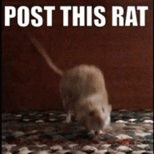 Rat Post This Rat GIF - Rat Post This Rat Rats GIFs