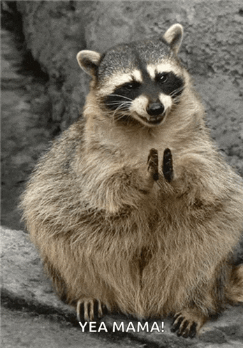 a raccoon sitting on a rock with the words yea mama written on the bottom