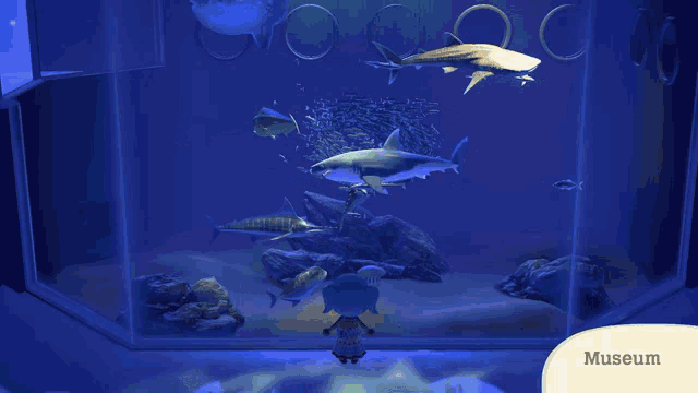 a video game shows a shark tank with the word museum on the bottom