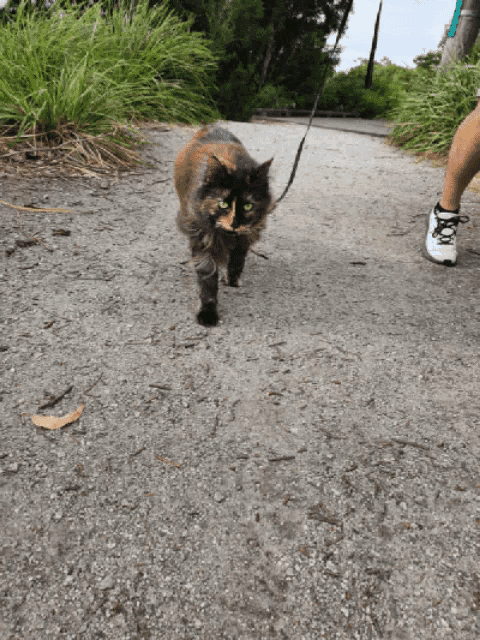 a cat on a leash is walking on a gravel path