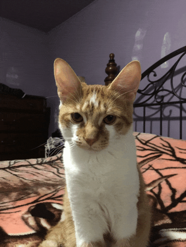 an orange and white cat laying on a bed