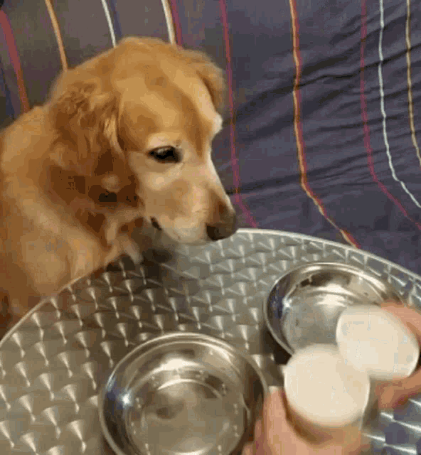 a dog is looking at a person pouring water into a bowl on a table