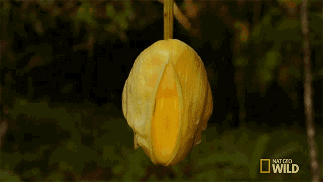 Bloom An Orchids Trap GIF - Bloom An Orchids Trap Wings Of Life GIFs