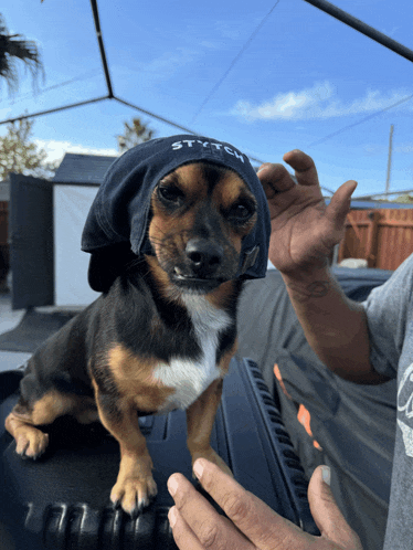 a small dog wearing a hat that says stitch