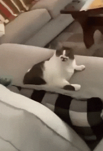 a black and white cat laying on a couch in a living room