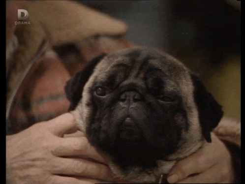 a pug dog is being held in someone 's hands with a d on the bottom right