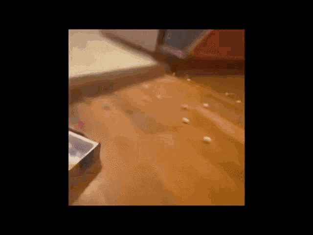 a dog is walking on a wooden floor in a dark room .