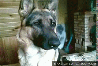 Pup Head GIF - Pup Head Tilt GIFs