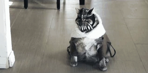 Cat Costume GIF - Cat Costume Bane Costume GIFs