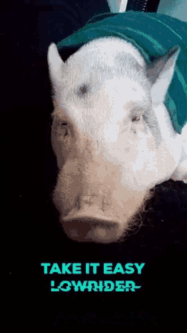 a picture of a pig with the words take it easy lowrider on it