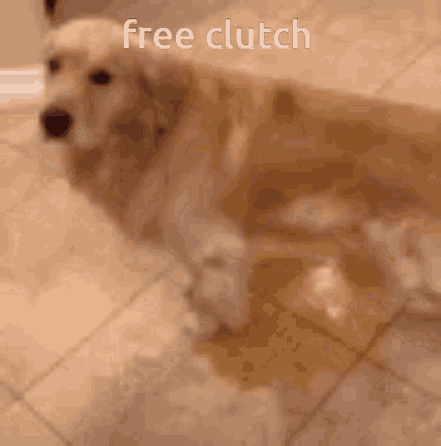 a picture of a dog with the words free clutch written above it