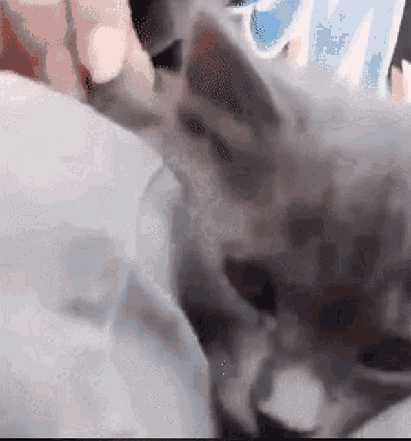 9atarat Dobby GIF - 9atarat Dobby Kitten GIFs