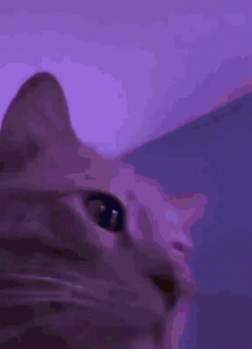 Cat Rave Party GIF - Cat Rave Party Head Bang GIFs
