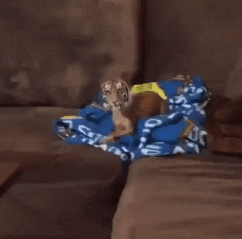 a dog with a tiger 's head is standing next to a couch .