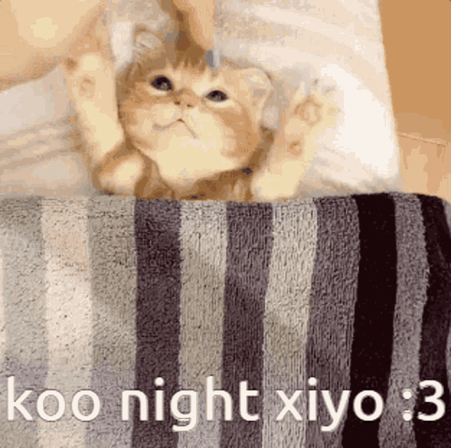 a kitten is laying on a striped blanket with the words koo night xiyo : 3 below it