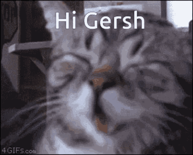 Hi Gersh GIF - Hi Gersh Cat GIFs