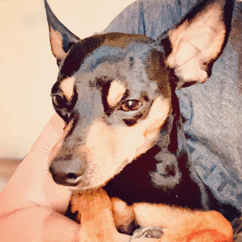 Minature Pinscher Baby Doggy GIF - Minature Pinscher Baby Doggy GIFs