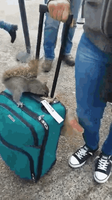 a squirrel is sitting on top of a suitcase with a tag that says ' ryanair ' on it