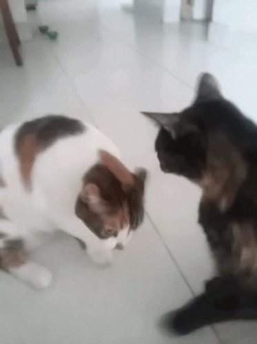 Cats More GIF - Cats More Love GIFs