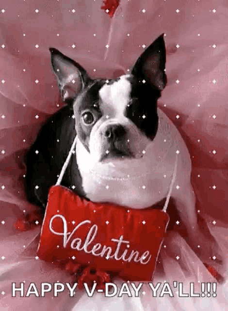a black and white dog is holding a red pillow that says valentine .
