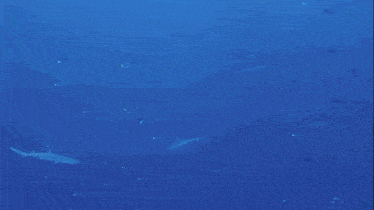 a woman is swimming in the ocean with sharks in the background