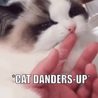 Funny Cat GIF - Funny Cat Danderedup GIFs