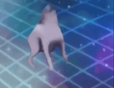 Dance Dog GIF - Dance Dog Wiggle GIFs